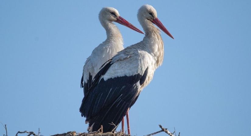 Különleges együttműködés a Hortobágyi Nemzeti Park gólyáiért