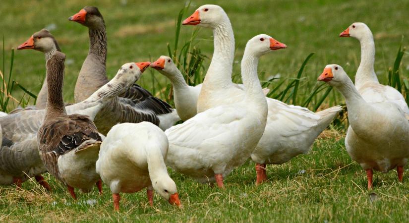 Újabb áldozatait szedi a madárinfluenza