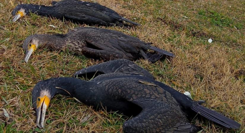 Megkezdték a kormoránok riasztását Csongrád-Csanádban