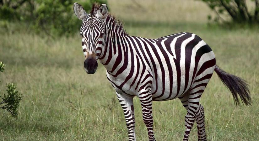 Szafariparkra leltek Mészáros Lőrinc birtokán