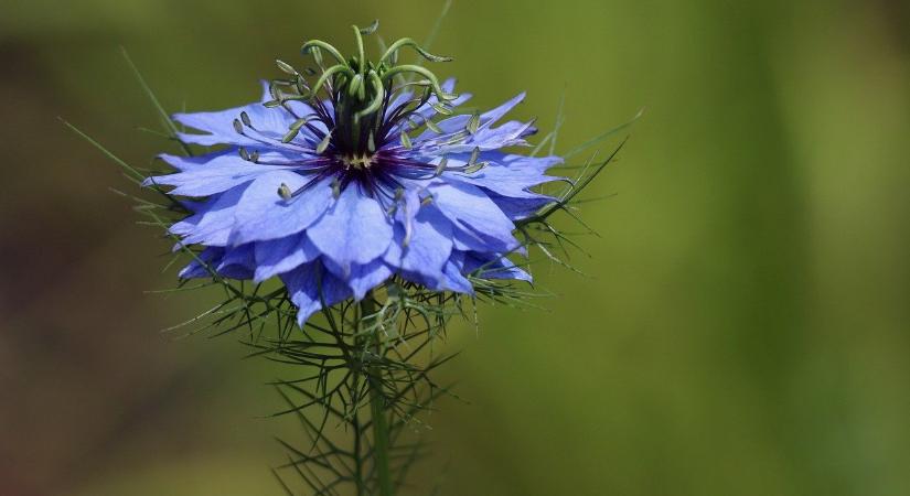 Íme az ősi varázsszer, ami minden fájdalmat enyhít – már a Biblia is írt róla