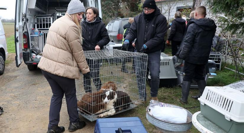 Elégetett állatok, lótetem a szaporítótelepen