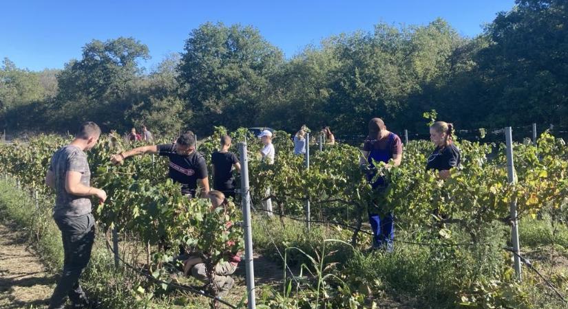 Olajbogyót szüreteltek és szőlőt metszettek a Gregus diákjai