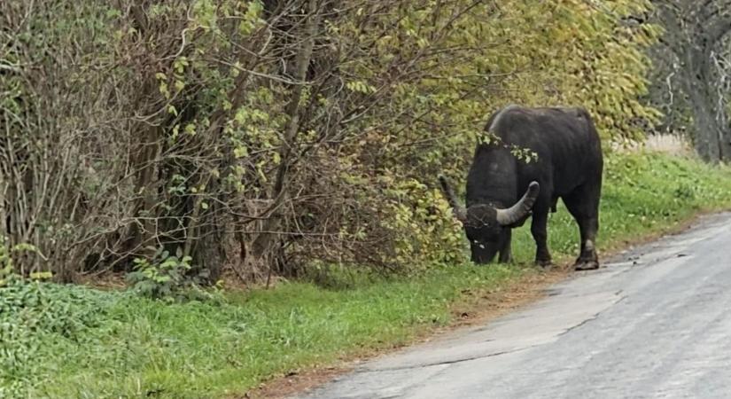 Bajóti medve után megvan a tardosi Minótaurosz