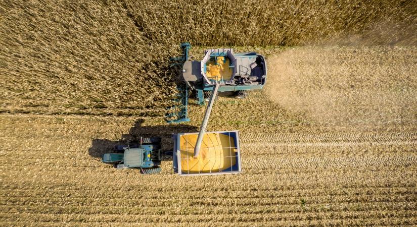 Lesújtó hírek jöttek a magyar kukoricáról: tényleg csak ennyi termett idén?