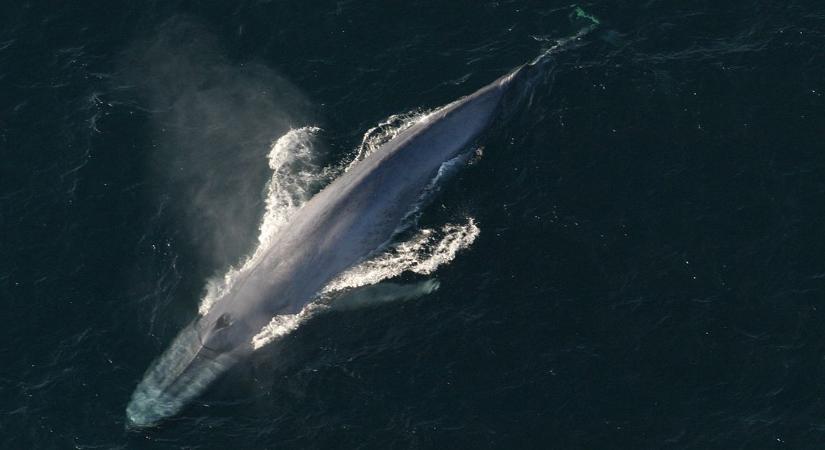 Eddig ismeretlen kék bálna-populációra bukkantak az Indiai-óceánban