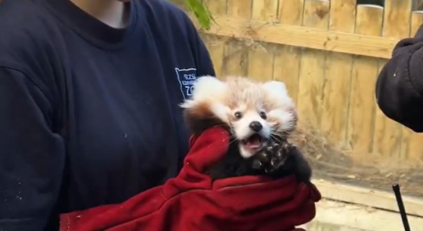 Bébi vörös pandát stresszelhetett halálra a tűzijáték