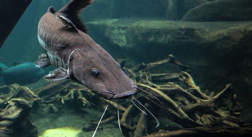 Életbe lép a harcsatilalom figyelni kell a horgászoknak a Tiszán