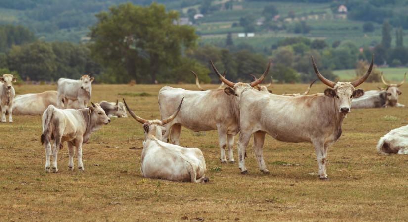 Ezt a magyar húst csak így lehet árulni: sokan nem is tudnak róla