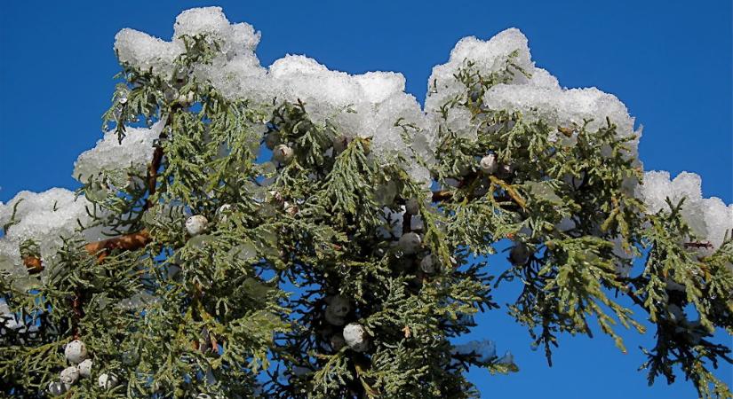 Az örökzöldek szerepe télen: hogyan tartsuk őket egészségesen?