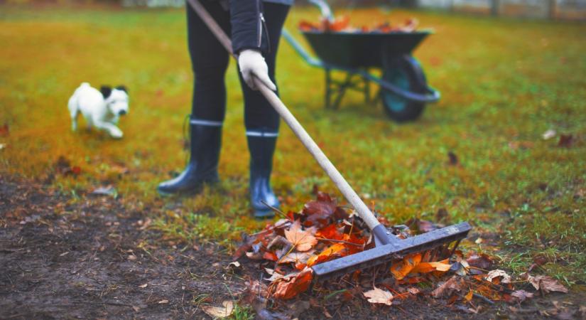 Ennek a fának a leveleit mindig szedd össze, ha gyönyörű kertre vágysz: károsak a talajra