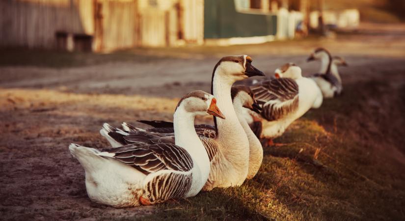 A szezon favoritja, a hízott libamáj régebbi találmány, mint gondolnánk