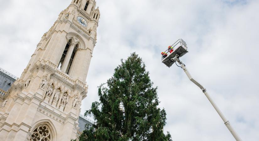 Már felállították az idei, 30 méter magas karácsonyfát a városháza előtt Bécsben