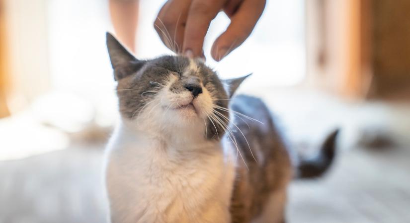 Ezért ül a macska a nyakunkba: számos oka lehet