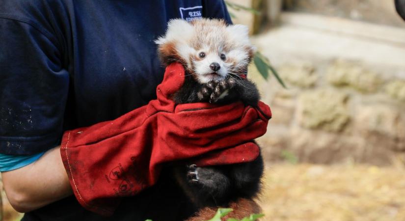 Tűzijáték okozta a bébi vörös panda halálát