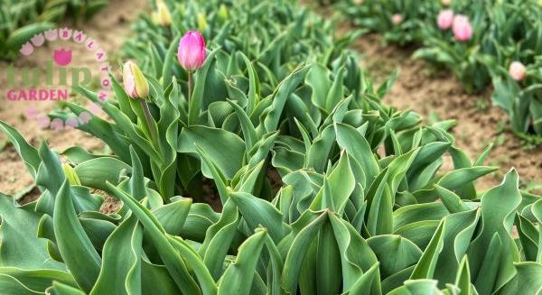 Őszi tulipánhagyma-ültetés, tanácsok és tippek a szőlősgyöröki Tulip Gardenből