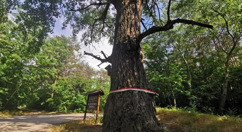 Bútorgyár zár be – 500 fafeldolozó gépetmberendezést, gyártókapacitást árvereznek