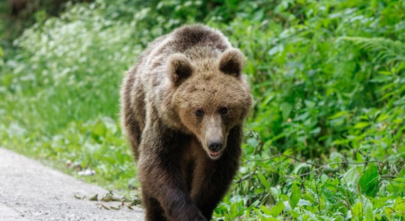 Medveveszély Zalában: ez az oka, hogy átjönnek a horvátoktól