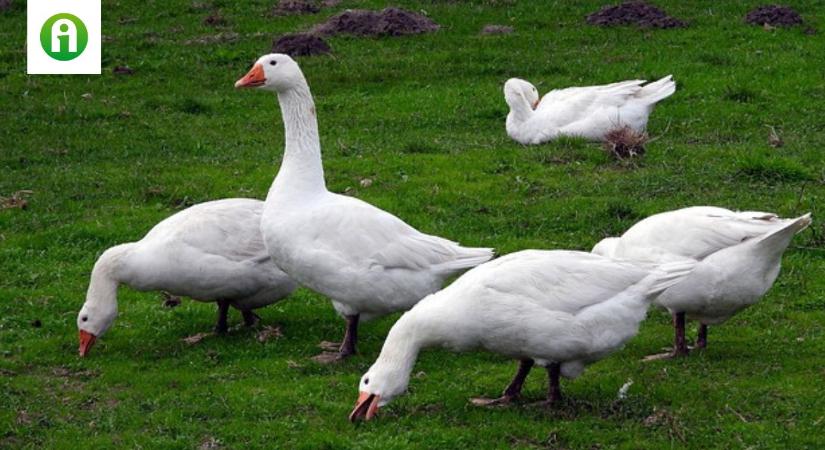 Nincs megállás? Somogy vármegyét is elérte a járvány