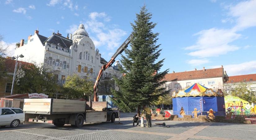 Kiválasztották a szombathelyi adventi vásár karácsonyfáját