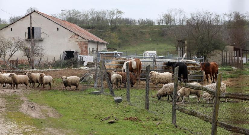 Csöngei szaporítótelep: birkákat, juhokat, lovakat is tartott az osztrák nő