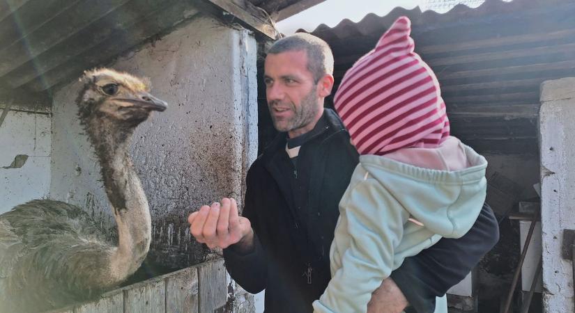 Puding, a strucc várja a gyerekeket Szomódon  videó