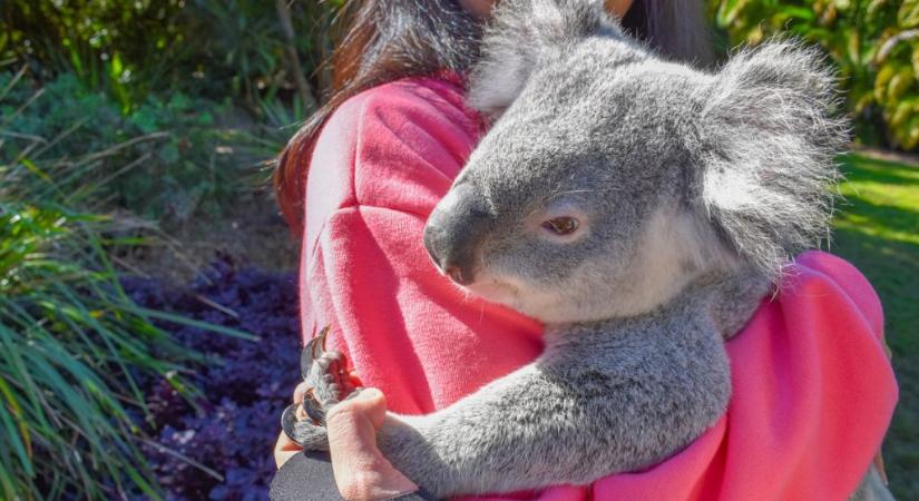 Koala várta a hálószobában az ausztrál párt