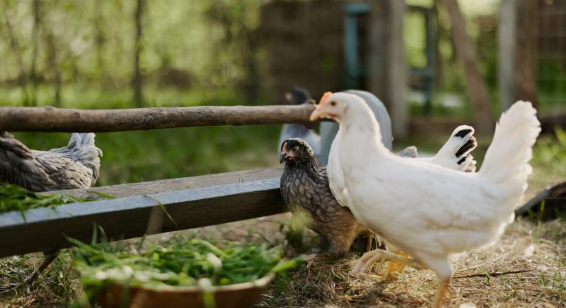 Nébih: Somogy vármegyét is elérte a madárinfluenza