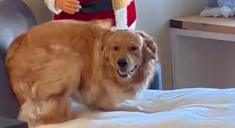 Találkozik a Mikulással a golden retriever: amit tesz, arra senki nem számít - Videó