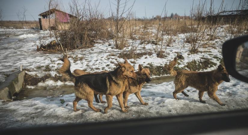 Kóbor kutyák okoznak gondot a településen