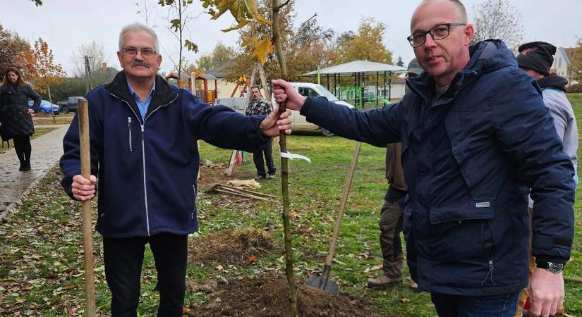 Platánfákat ültettek Kállósemjénben