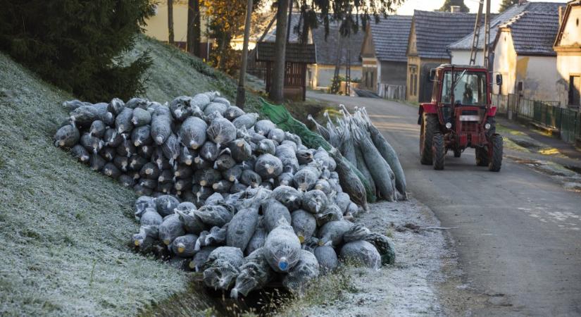 Surdon és a környező településeken megkezdték a kitermelést a fenyőültetvényeken