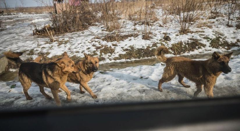 A kóbor ebek miatt rendbe teszik a kutyatartás szabályait Mátraderecskén