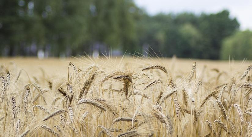 12 éves fiú gyilkolta meg a gödöllői kislányokat