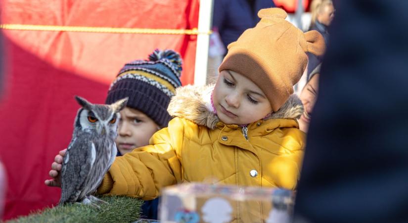 Baglyokkal, finomságokkal és kézműves portékákkal várt az András-napi vásár fotók