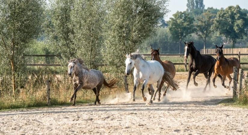 Lovak rugdostak halálra egy 16 éves fiút