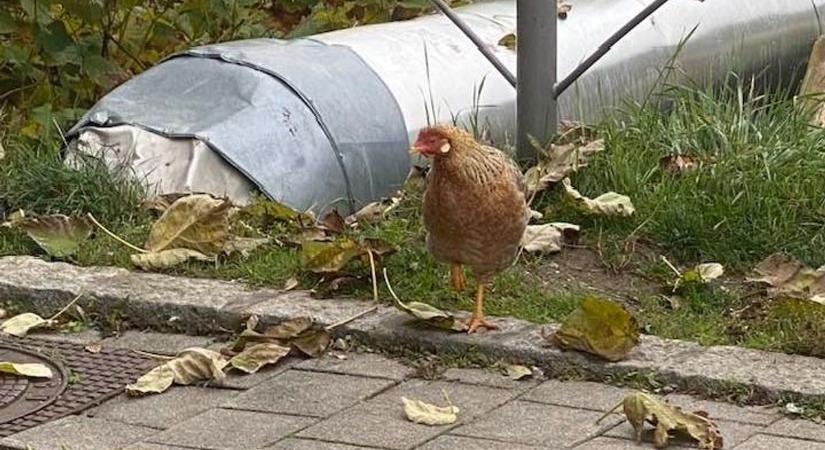 Nem hiányzik valakinek? Kóbor tyúk tűnt fel a szombathelyi Fő téren