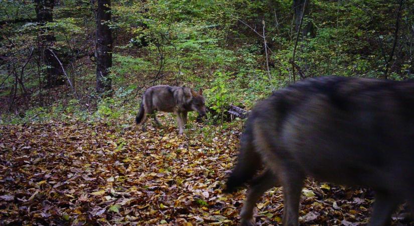 Farkasokat kaptak lencsevégre a Bükkben