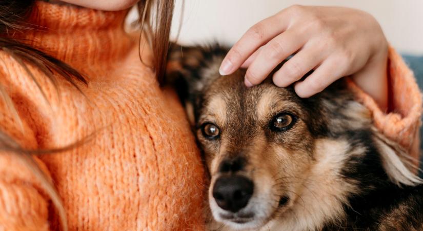 Ahogy az anyák és gyermekek, úgy a kutyák és gazdáik szívritmusa is összehangolódik