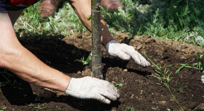 Kültéri növényt ültetne Szekszárdon? Segít az önkormányzat