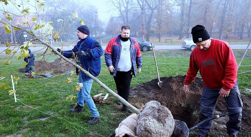 Platánfákkal ültették tele a megújult központi parkot a kisszállásiak – galériával, videóval