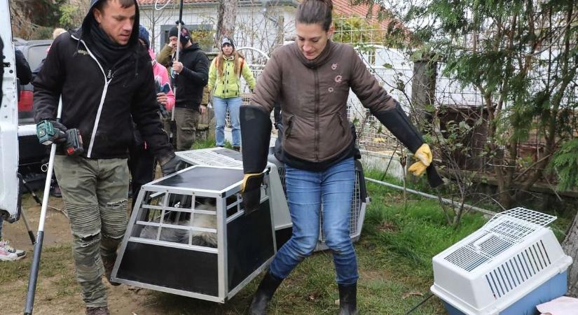 Megrázó fotók: a csöngei szaporítótelep után Csapodon várta horror az állatvédőket