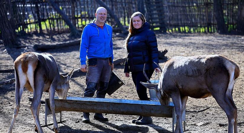 Platánfákat ültettek Kisszálláson, vadaskert található Soltvadkert határában