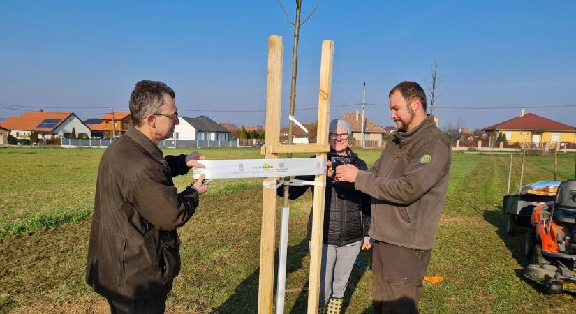 Ezüst hárs és kőris - tovább zöldül Vas vármegye