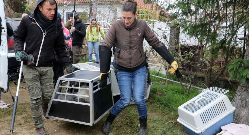 Bűz és tetemek fogadták az állatvédőket a vasi szaporítótelepen  fotók