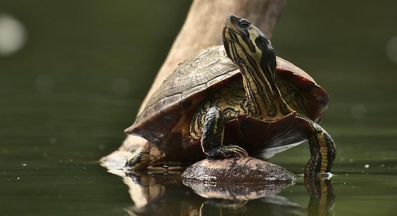 Idén is hemzsegnek az inváziós teknősök a tatabányai Csónakázó-tóban