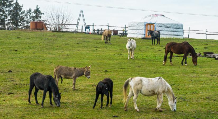 Töreki lómenhely: meggyanúsították a siófoki éjszakai élet egykori királyát