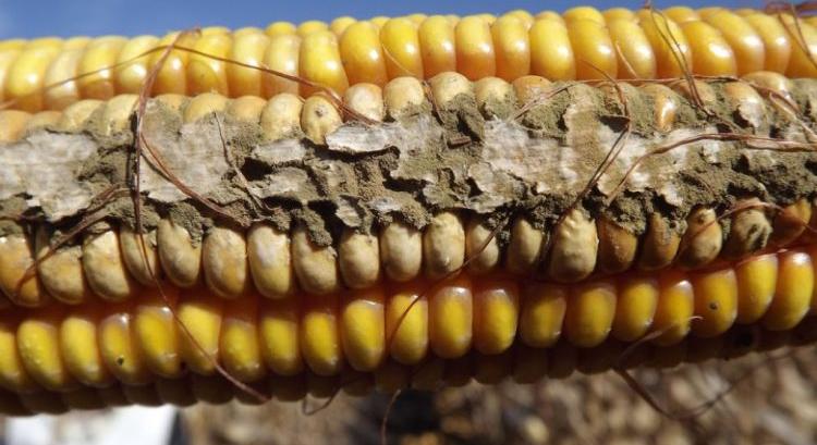 Szabályozási eszközökkel válaszolnak a toxinkérdésre