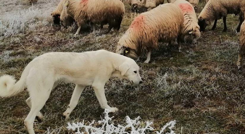 Év végéig tart a kutyák, macskák kötelező oltási kampánya Hargita megyében