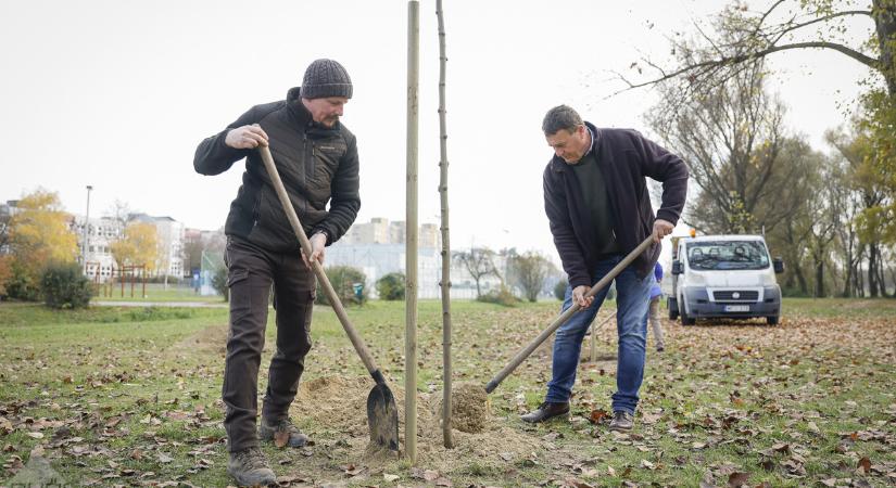 84 fával gyarapodott idén a Győrkőcliget